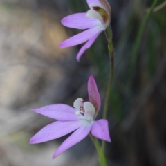 Caladenia carnea (Pink Fingers) at MTR591 at Gundaroo - 27 Sep 2015 by MaartjeSevenster