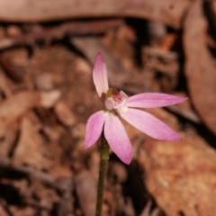 Caladenia fuscata (Dusky Fingers) at Gundaroo, NSW - 19 Sep 2014 by MaartjeSevenster