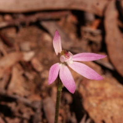 Caladenia fuscata (Dusky Fingers) at MTR591 at Gundaroo - 19 Sep 2014 by MaartjeSevenster