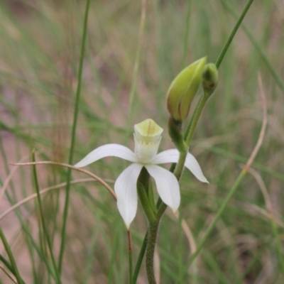 Caladenia moschata (Musky Caps) at MTR591 at Gundaroo - 17 Oct 2015 by MaartjeSevenster