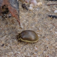 Paropsisterna intacta (Eucalyptus Leaf Beetle) at Rendezvous Creek, ACT - 12 Apr 2017 by roymcd