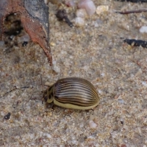 Paropsisterna intacta at Rendezvous Creek, ACT - 12 Apr 2017