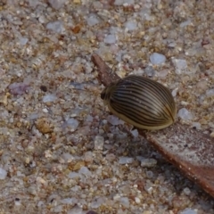 Paropsisterna intacta at Rendezvous Creek, ACT - 12 Apr 2017