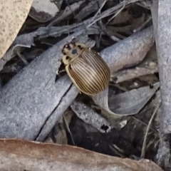 Paropsisterna intacta at Rendezvous Creek, ACT - 12 Apr 2017