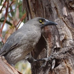 Strepera versicolor at Rendezvous Creek, ACT - 12 Apr 2017