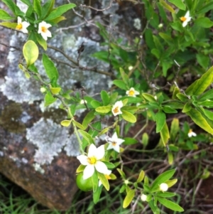 Solanum pseudocapsicum at Hughes, ACT - 10 Apr 2017 12:00 AM