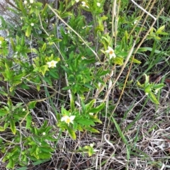 Solanum pseudocapsicum at Hughes, ACT - 10 Apr 2017