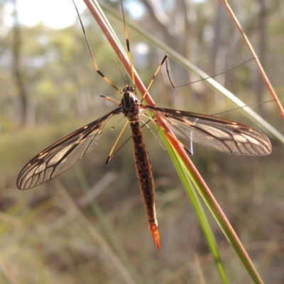 Tipulidae sp. (family) (Unidentified Crane Fly) at Canberra Central, ACT - 26 Mar 2017 by MichaelBedingfield