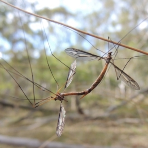 Tipulidae sp. (family) at Canberra Central, ACT - 26 Mar 2017