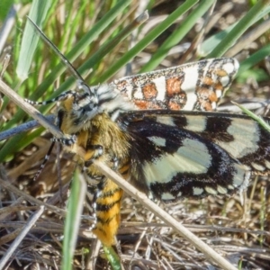 Apina callisto at Gungahlin, ACT - 11 Apr 2017