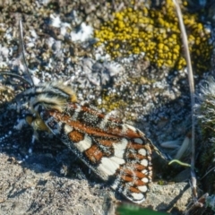 Apina callisto at Gungahlin, ACT - 11 Apr 2017