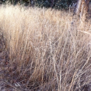 Austrostipa bigeniculata at Hughes, ACT - 10 Mar 2017