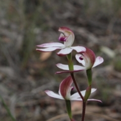 Caladenia moschata (Musky Caps) at Gundaroo, NSW - 17 Oct 2015 by Maartje Sevenster