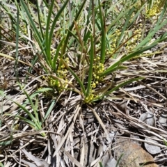 Lomandra filiformis (Wattle Mat-rush) at Mount Jerrabomberra QP - 5 Nov 2016 by roachie