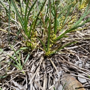 Lomandra filiformis at Karabar, NSW - 5 Nov 2016 01:12 PM