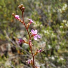 Stylidium sp. (Trigger Plant) at Jerrabomberra, NSW - 5 Nov 2016 by roachie