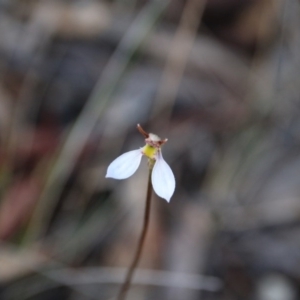 Eriochilus cucullatus at Canberra Central, ACT - suppressed