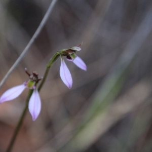 Eriochilus cucullatus at Canberra Central, ACT - suppressed