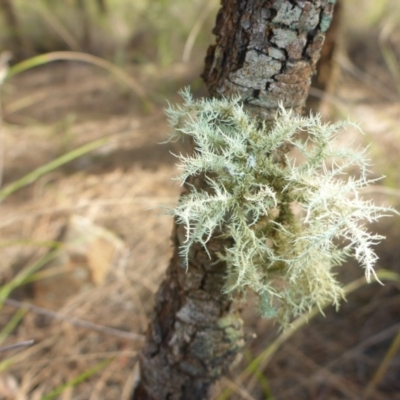 Usnea sp. (genus) (Bearded lichen) at Mount Majura - 26 Mar 2017 by JanetRussell