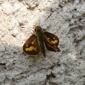 Ocybadistes walkeri at Paddys River, ACT - 8 Apr 2017