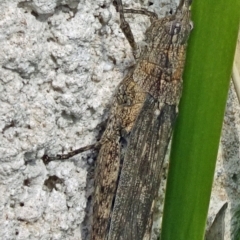Coryphistes ruricola (Bark-mimicking Grasshopper) at Paddys River, ACT - 8 Apr 2017 by galah681