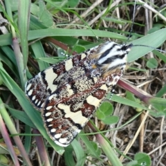 Apina callisto (Pasture Day Moth) at Molonglo Valley, ACT - 13 Apr 2017 by galah681