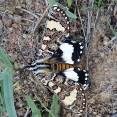 Apina callisto at Molonglo Valley, ACT - 13 Apr 2017