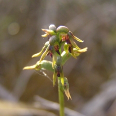 Corunastylis clivicola (Rufous midge orchid) at Kambah, ACT - 13 Apr 2017 by MatthewFrawley