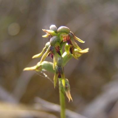 Corunastylis clivicola (Rufous midge orchid) at Kambah, ACT - 13 Apr 2017 by MatthewFrawley