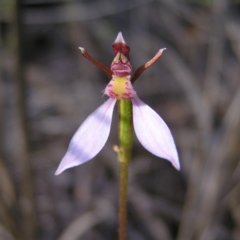 Eriochilus cucullatus (Parson's Bands) at Kambah, ACT - 13 Apr 2017 by MatthewFrawley