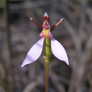 Eriochilus cucullatus at Kambah, ACT - suppressed