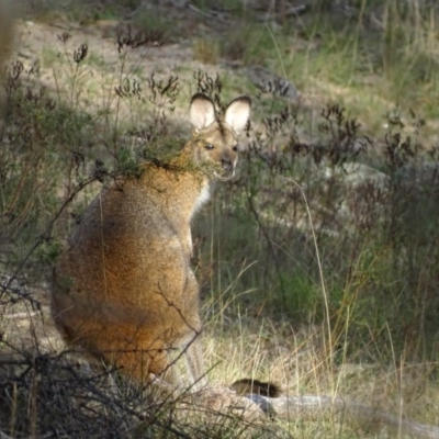 Notamacropus rufogriseus (Red-necked Wallaby) at Garran, ACT - 13 Apr 2017 by roymcd