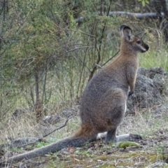 Notamacropus rufogriseus at Garran, ACT - 13 Apr 2017 05:20 PM