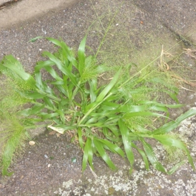 Panicum capillare (Witchgrass) at Belconnen, ACT - 27 Mar 2017 by JanetRussell