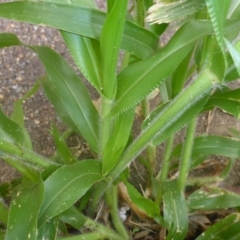 Panicum capillare at Belconnen, ACT - 28 Mar 2017