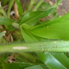 Panicum capillare at Belconnen, ACT - 28 Mar 2017 08:59 AM