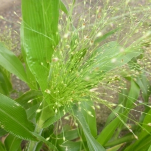 Panicum capillare at Belconnen, ACT - 28 Mar 2017 08:59 AM