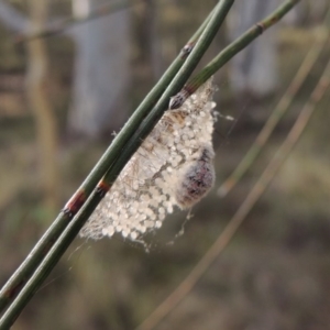 Anestia (genus) at Canberra Central, ACT - 26 Mar 2017 05:50 PM