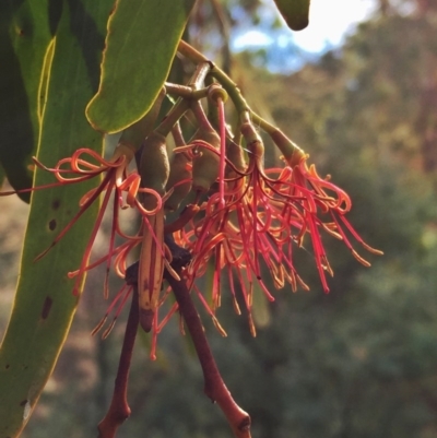 Amyema miquelii (Box Mistletoe) at Wandiyali-Environa Conservation Area - 14 Mar 2017 by Wandiyali