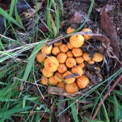 Gymnopilus junonius (Spectacular Rustgill) at Jerrabomberra, NSW - 14 Apr 2017 by Wandiyali