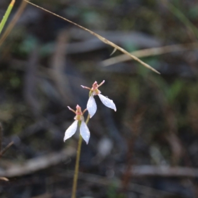 Eriochilus cucullatus (Parson's Bands) at Canberra Central, ACT - 13 Apr 2017 by petersan