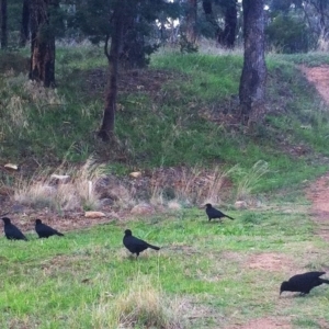 Corcorax melanorhamphos at Hughes, ACT - 13 Apr 2017 12:00 AM