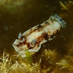 Aphelodoris varia (Aphelodoris varia) at Bermagui, NSW - 6 Apr 2017 by NickShaw