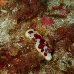 Goniobranchus splendidus at Undefined, NSW - 7 Apr 2017 by NickShaw