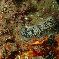 Hypselodoris obscura (Hypselodoris obscura) at Eden, NSW - 8 Apr 2017 by NickShaw