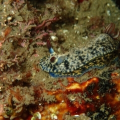 Hypselodoris obscura (Hypselodoris obscura) at Eden, NSW - 8 Apr 2017 by NickShaw