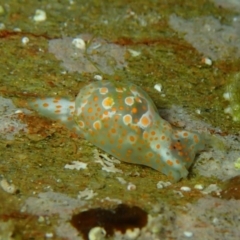 Haminoea cymbalum at The Blue Pool, Bermagui - 9 Apr 2017 by NickShaw