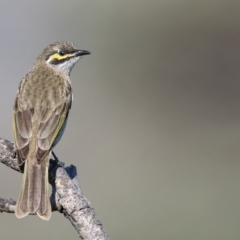 Caligavis chrysops (Yellow-faced Honeyeater) at Eden, NSW - 14 Apr 2017 by Leo