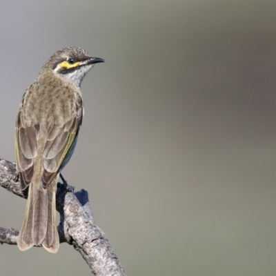 Caligavis chrysops (Yellow-faced Honeyeater) at Eden, NSW - 13 Apr 2017 by Leo