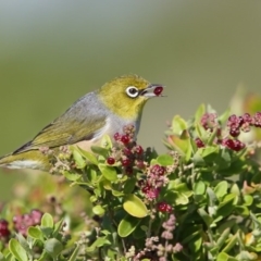 Zosterops lateralis (Silvereye) at Eden, NSW - 14 Apr 2017 by Leo